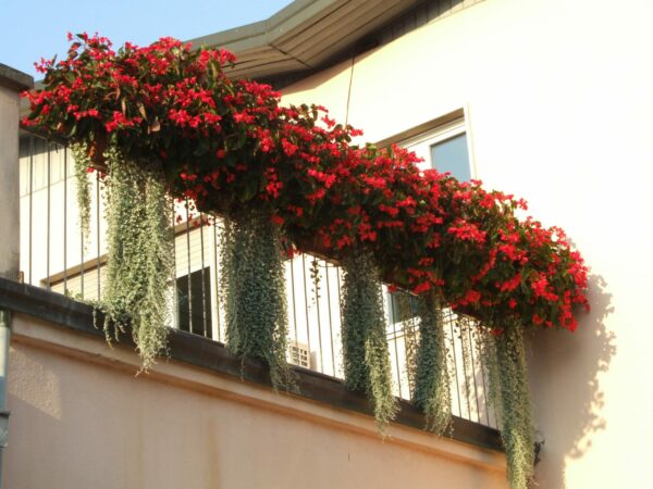 HEALTHY START singola confenzione - immagine 3