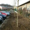 TREE SAVER - box 10 Kg - immagine 4