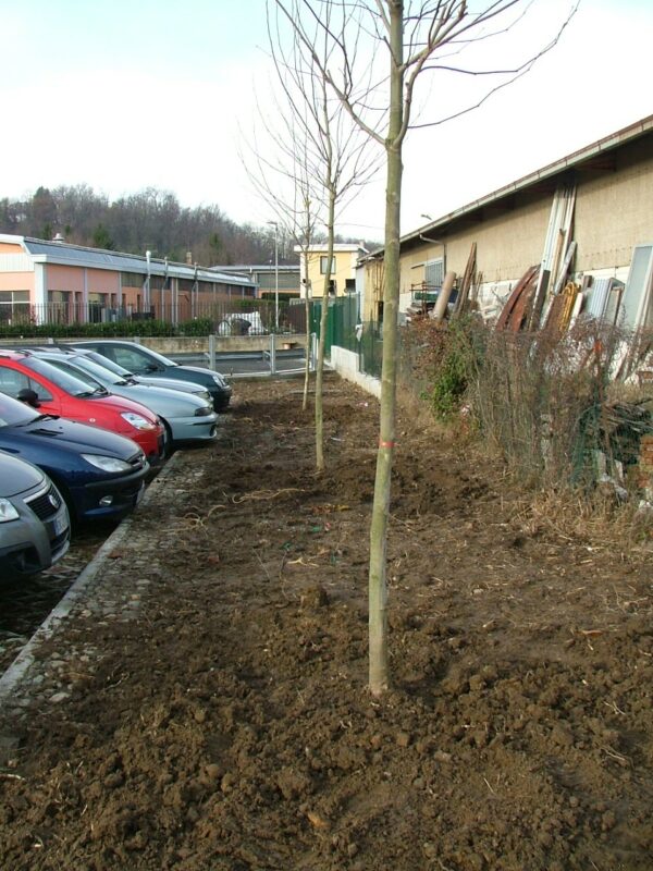 TREE SAVER - box 10 Kg - immagine 4