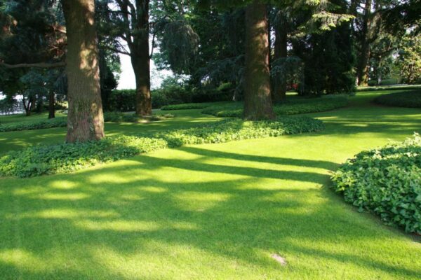 TURF SAVER - immagine 3