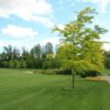 Concime BIOCHAR FERTILISER 20 KG - immagine 2