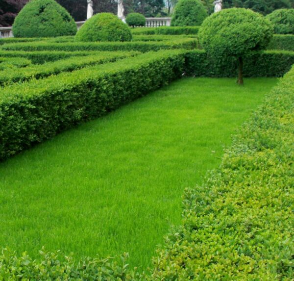 NATURAL GREEN - immagine 4