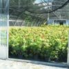 AGROWAX - 10 LT - immagine 3