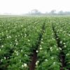AGROWAX - 10 LT - immagine 4