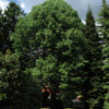 VERTIMULCH - immagine 4