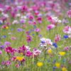 NATUREL 1 KG - immagine 3