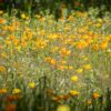 NATUREL 1 KG - immagine 4