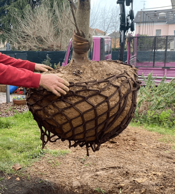 Lite net albero Bio dimens.L - immagine 2
